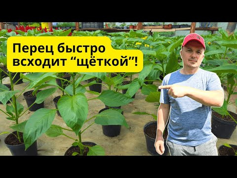 Как получить гарантированно быстрые всходы сладкого перца. Как получить гарантированно быстрые всходы сладкого перца.