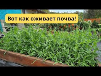 Осень &mdash; время заправить почву бесплатным азотом. Сделайте это сейчас!