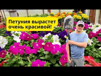 Вот почему у нас всегда красивая петуния- сделайте так с рассадой!