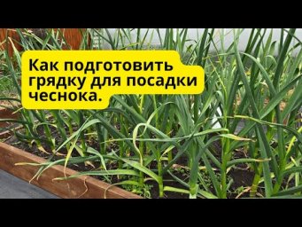 Как я готовлю грядку под чеснок &mdash; просто, но эффективно!