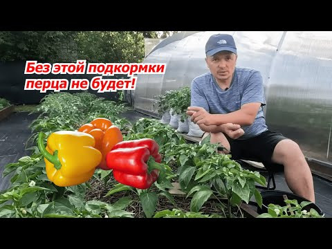 Так я спас свой перец: подкормка, которая реально работает. Так я спас свой перец: подкормка, которая реально работает.