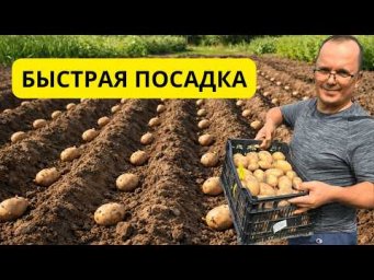 Очень быстрый способ посадки картофеля по борозде &mdash; сажаем так уже 10 лет