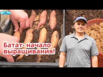 Ставим батат на проращивание- как легко получить много рассады батата.