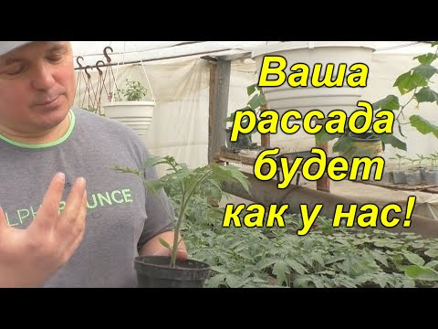 Вот почему у нас ВСЕГДА крепкая, приземистая рассада! Золотые правила выращивания рассады! Вот почему у нас ВСЕГДА крепкая, приземистая рассада! Золотые правила выращивания рассады!