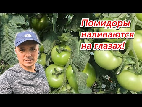 Томаты наливаются на глазах- калийная подкормка высокорослых томатов! Томаты наливаются на глазах- калийная подкормка высокорослых томатов!