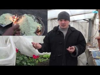Серная обработка теплицы: важные нюансы, о которых нужно знать.