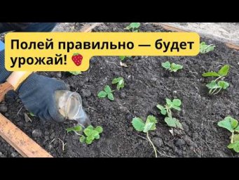 Осенняя посадка клубники  Ошибки, которые губят урожай!