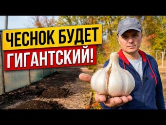 Чтобы чеснок вырос крупным и крепким