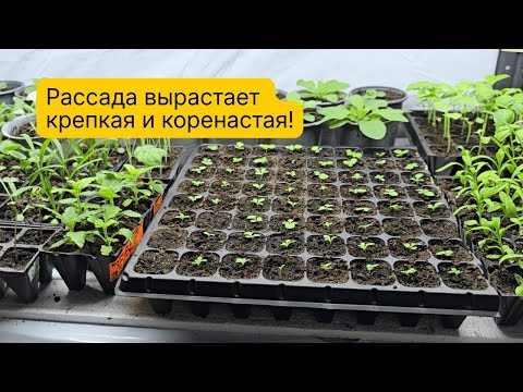 Дешёвые и эффективные лампы для выращивания рассады в комнате! Дешёвые и эффективные лампы для выращивания рассады в комнате!