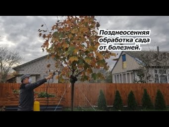 Увидели такое на листьях осенью- срочно проведите эту обработку!