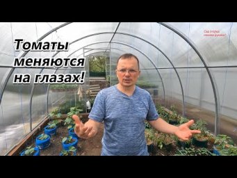 Листовая обработка томатов, которая меняет их на глазах!