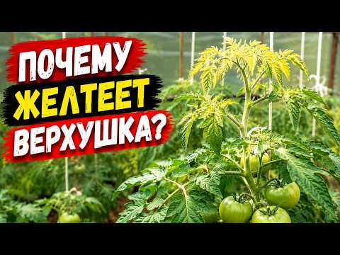 Пожелтела верхушка на томатах? Как исправить и от чего это вообще бывает.