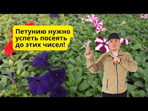 Крайние сроки посева петунии для клумбы! Можно и позже, но цветение будет короче.