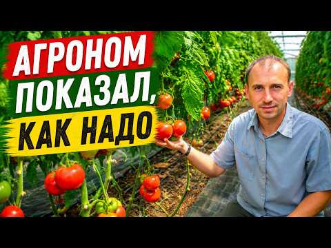 Когда удалять листья на томатах? Агроном объяснил наглядно! Когда удалять листья на томатах? Агроном объяснил наглядно!