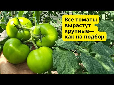 Как получить крупные томаты на всех кистях? Проверенный способ. Как получить крупные томаты на всех кистях? Проверенный способ.