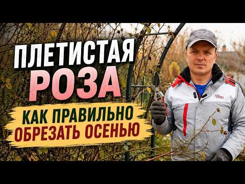 Как обрезать плетистую розу осенью: просто и правильно. Наглядно. Как обрезать плетистую розу осенью: просто и правильно. Наглядно.