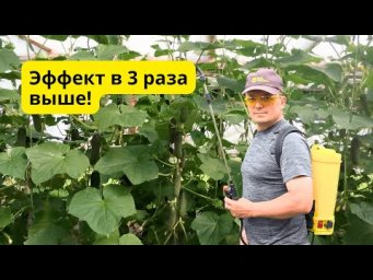 Почему листовые обработки не работают? Ошибки дачников!