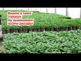 Самые лучшие стаканчики для рассады, если её выращивать много!