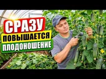 Формировочная обрезка огурца "на пасынок"- сразу заметно по урожаю!