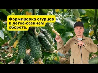 Летне-осеннее выращивание огурцов в теплице- как формируем.