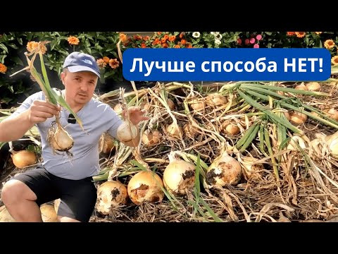 Лучший способ выращивания лука- равных ему нет! А это урожай с него. Лучший способ выращивания лука- равных ему нет! А это урожай с него.