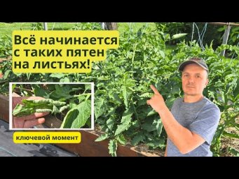 Так выглядит начало болезни на томатах! Спасаем низкорослые томаты.