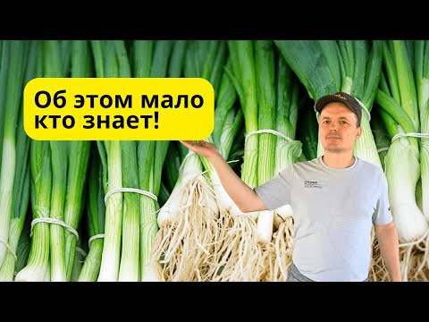 Лёгкий способ прилично заработать! Лук батун в теплице осенью.