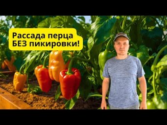 Как вырастить много рассады перца БЕЗ пикировки- наш способ.