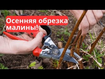 Как подготовить малину к зиме: два способа правильной обрезки!