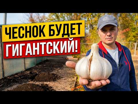 Чтобы чеснок вырос крупным и крепким