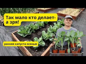 Сажаем раннюю капусту на осень- всегда  так  делаем!