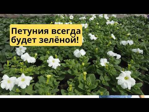 Почему желтеют листья у петунии? Главные причины. Быстрое исправление.