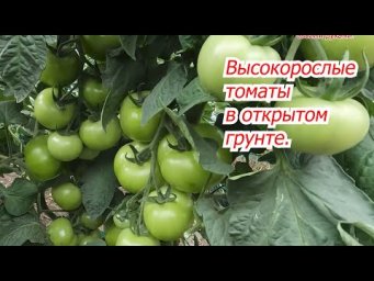 Что не так с этими высокорослыми томатами в открытом грунте?