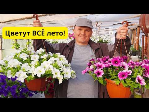 Как добиться пышного цветения ампельных цветов всё лето