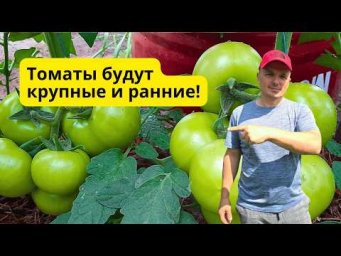 Хотя бы два растения томатов попробуйте вырастить таким способом.