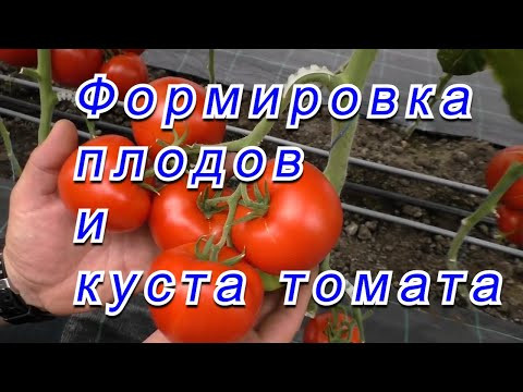Два листа на томате, которые никогда не нужно удалять. Формировка томата. Два листа на томате, которые никогда не нужно удалять. Формировка томата.