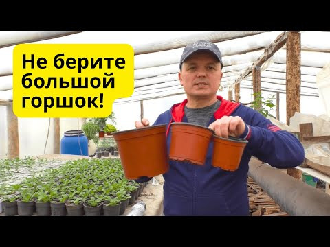 Большой горшок для рассады- показываю, почему это плохо!!! Большой горшок для рассады- показываю, почему это плохо!!!