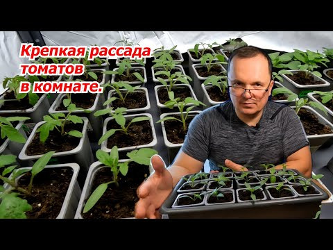 Подросла рассада томатов? Сделайте её крепкой и коренастой!