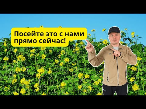 Ранний посев сидератов весной- почва улучшается на глазах! Ранний посев сидератов весной- почва улучшается на глазах!