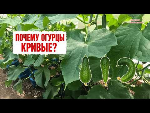 Почему огурцы растут крючками и как это исправить- показываю наглядно! Почему огурцы растут крючками и как это исправить- показываю наглядно!
