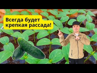 Рассада огурцов. Два разных, но отличных способа выращивания !