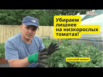 Формировка низкорослых томатов на максимальный урожай- убираем лишнее!