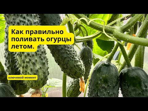 Большинство огородников поливают огурцы НЕ правильно!