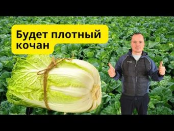 Почему пекинская капуста не формирует кочан: 2 главные ошибки!