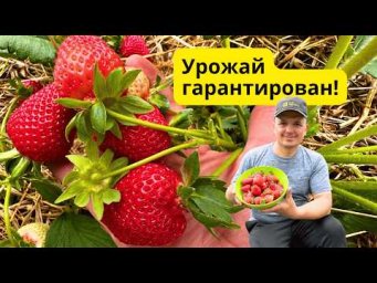 Полная схема подкормок клубники- от первой весенней до урожая!