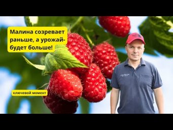 Урожай малины увеличивается просто на глазах- что мы увидели через 7 дней.