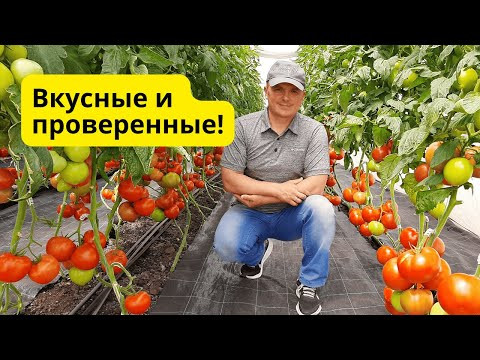 ТОП сортовых томатов, которые реально стоят внимания! ТОП сортовых томатов, которые реально стоят внимания!