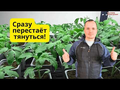 Уникальная подкормка рассады томатов монофосфатом- сразу станет зелёной и крепкой!