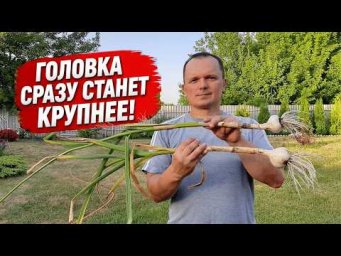 Головка на чесноке станет крупнее даже без подкормки- сделайте эту простую вещь!