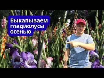 Гладиолусы осенью  Выкапывание, обработка и хранение.